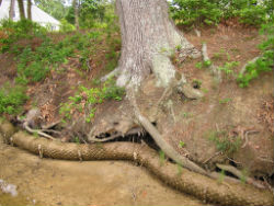 Fiber Log Undercut Trees